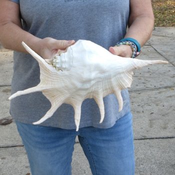 13" Giant Spider Conch