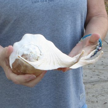 13" Giant Spider Conch