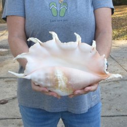  14" Giant Spider Conch 