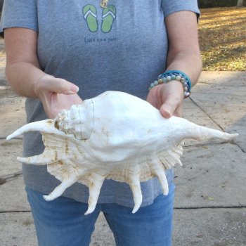 14" Giant Spider Conch 