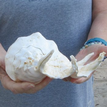  14" Giant Spider Conch 