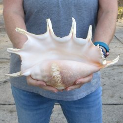 13" Giant Spider Conch