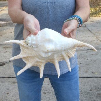 13" Giant Spider Conch