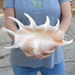 13" Giant Spider Conch