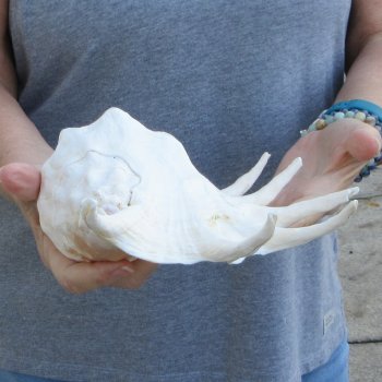 13" Giant Spider Conch