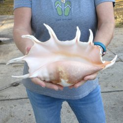 13" Giant Spider Conch