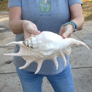 13" Giant Spider Conch