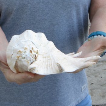 13" Giant Spider Conch