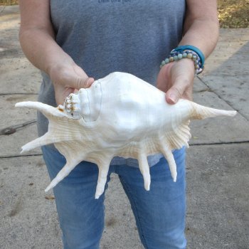 13" Giant Spider Conch