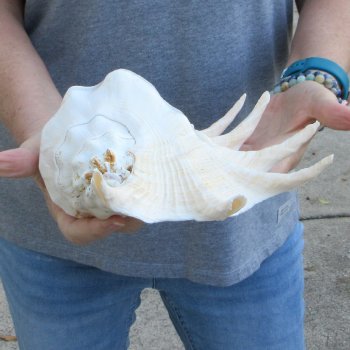 13" Giant Spider Conch