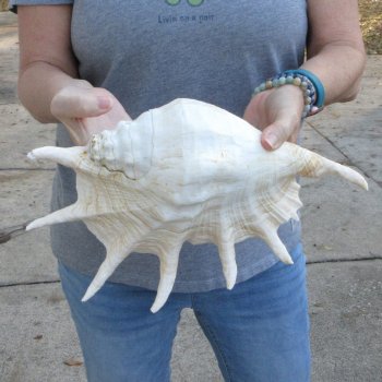 13" Giant Spider Conch