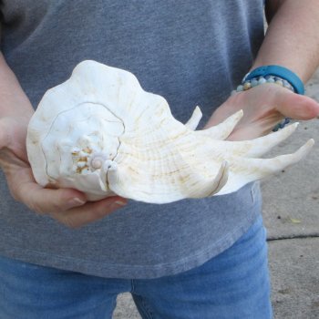 13" Giant Spider Conch