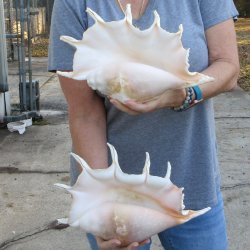 Two piece 12" Giant Spider Conch Shell  
