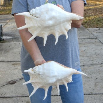 Two piece 12" Giant Spider Conch Shell  