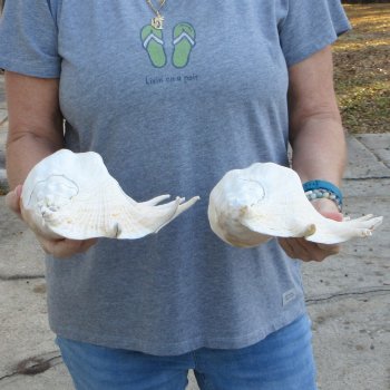 Two piece 12" Giant Spider Conch Shell  