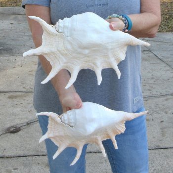 Two piece 12" Giant Spider Conch Shell  