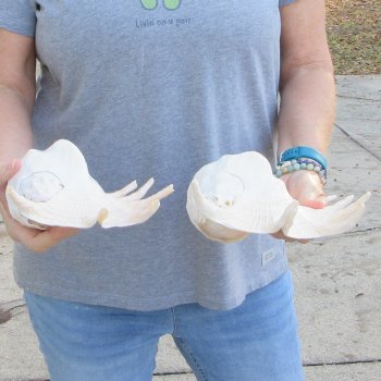 Two piece 12" Giant Spider Conch Shell  