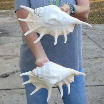 Two piece 12" Giant Spider Conch Shell  