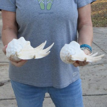 Two piece 12" Giant Spider Conch Shell  