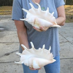 Two piece 12" Giant Spider Conch Shell  