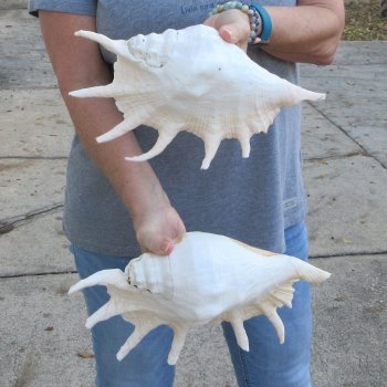Two piece 12" Giant Spider Conch Shell  