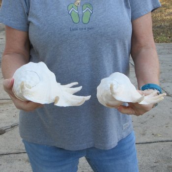 Two piece 12" Giant Spider Conch Shell  