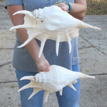 Two piece 13" Giant Spider Conch Shell 