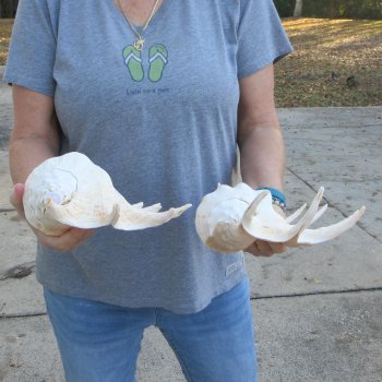 Two piece 13" Giant Spider Conch Shell 
