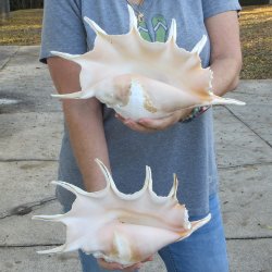 Two piece 13" Giant Spider Conch Shell 