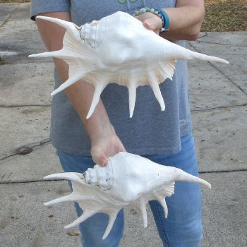 Two piece 13" Giant Spider Conch Shell 