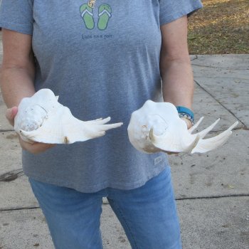 Two piece 13" Giant Spider Conch Shell 