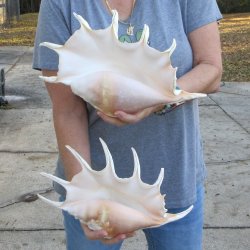 Two piece 13" Giant Spider Conch Shell 