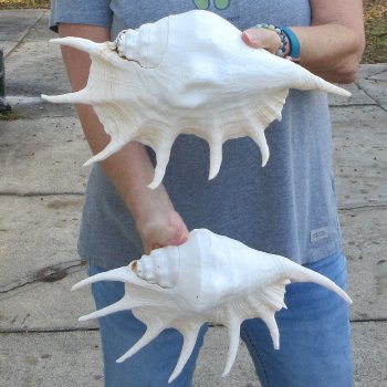 Two piece 13" Giant Spider Conch Shell 
