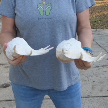 Two piece 13" Giant Spider Conch Shell 