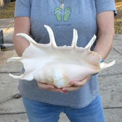  14" Giant Spider Conch 
