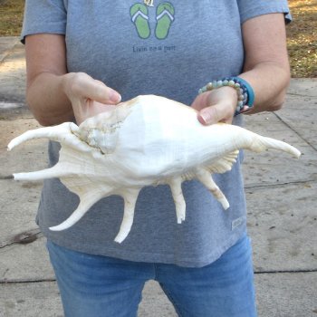  14" Giant Spider Conch 