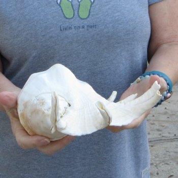  14" Giant Spider Conch 