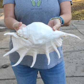  14" Giant Spider Conch 