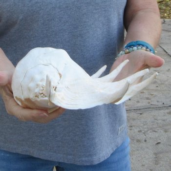  14" Giant Spider Conch 