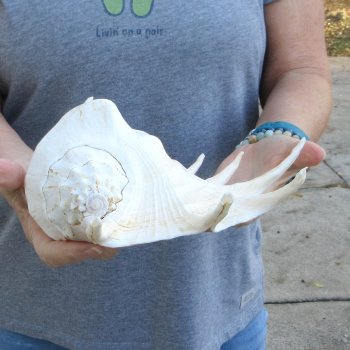  14" Giant Spider Conch 