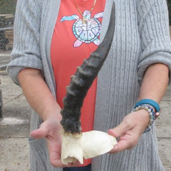  B-Grade Blesbok Skull Plate 13" Horns 