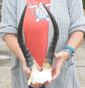  B-Grade Blesbok Skull Plate 13" Horns 