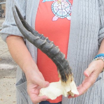  B-Grade Blesbok Skull Plate 13" Horns 