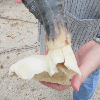  B-Grade Blesbok Skull Plate 13" Horns 