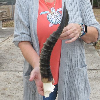  B-Grade Blesbok Skull Plate 14" Horns 