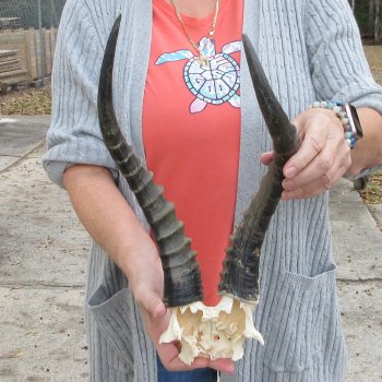  B-Grade Blesbok Skull Plate 14" Horns 