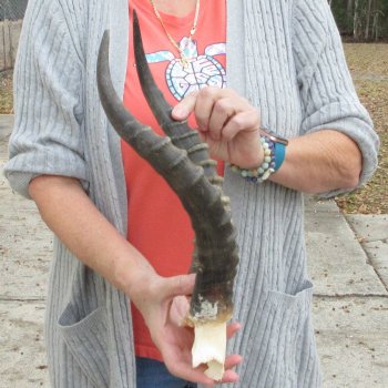  B-Grade Blesbok Skull Plate 14" Horns 