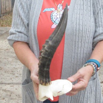  B-Grade Blesbok Skull Plate 12" Horns 