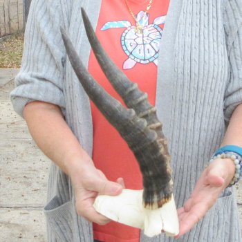  B-Grade Blesbok Skull Plate 12" Horns 