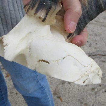  B-Grade Blesbok Skull Plate 12" Horns 